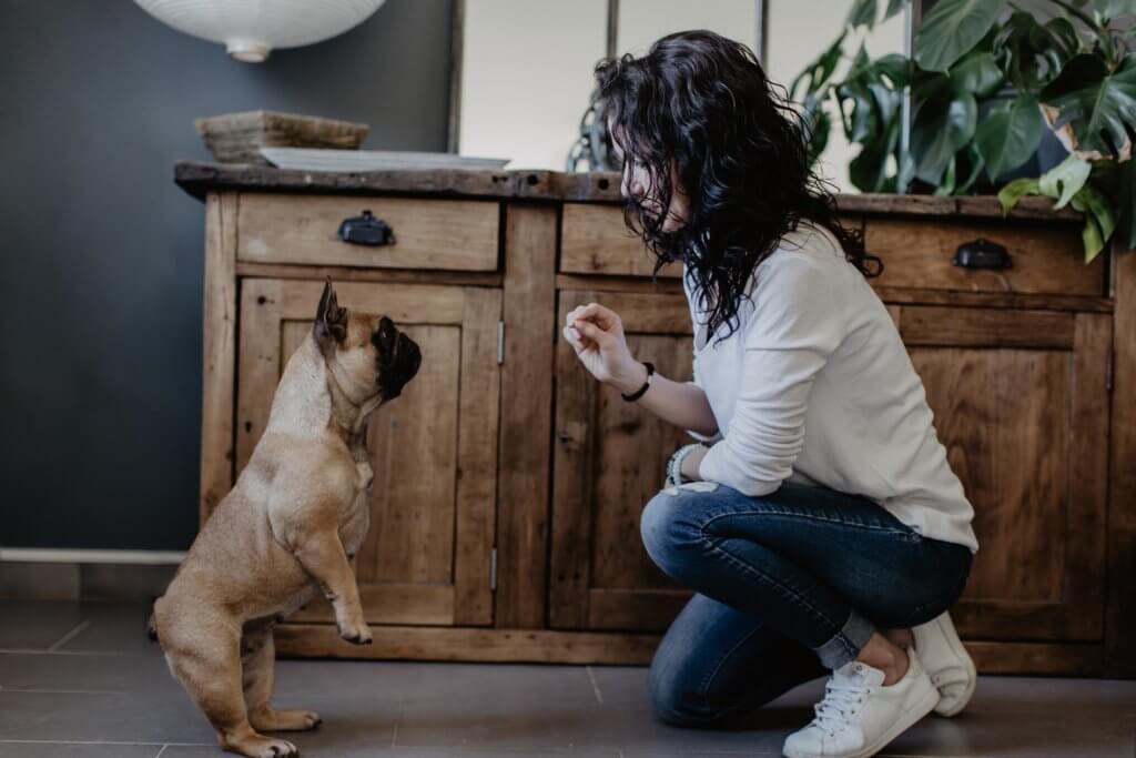 Séance éducation canine à domicile