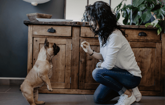 Éducation canine et harmonie animale, approche bienveillante globale et novatrice de l’animal et son humain, Lyon, Isère, Rhône-Alpes