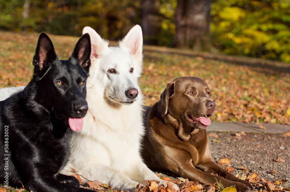 Séance d'éducation canine et rééducation comportementale chien