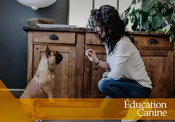 éducation canine comportementalisme animalier apprentissage de base et rééducation Aude MARTIN-COCHER